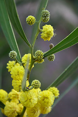 Acacia beckleri by Marj K. on Flickr