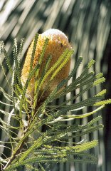 Banksia prionotes by Marj K. on Flickr
