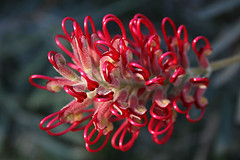 Grevillea banksii by Marj K. on Flickr