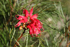 Grevillea leucopteris by Marj K. on Flickr